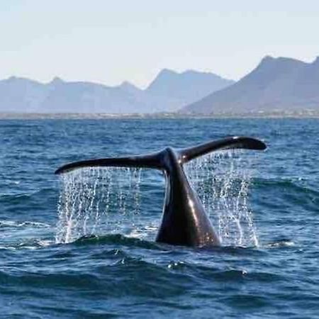 Central Modern Studio Apartment, Hermanus Waterfront Екстер'єр фото